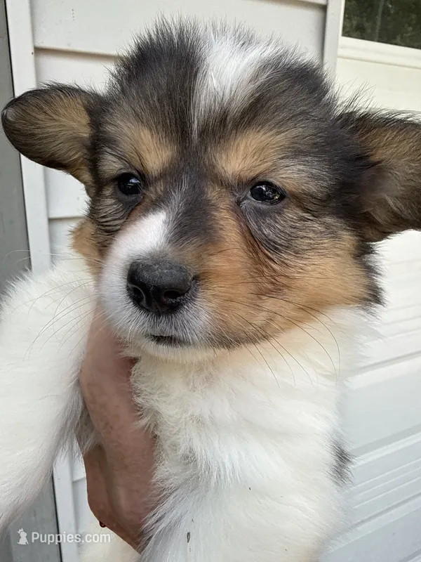 Winnie – Pembroke Welsh Corgi puppy for sale in Trenton, NJ