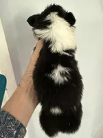 Winnie, a female Pembroke Welsh Corgi for sale in Trenton, NJ – 3 of 3
