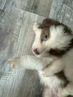 Beverly, a female Australian Shepherd for sale in Trenton, NJ – 8 of 10