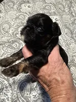 Sabastian, a male Brussels Griffon for sale in Trenton, NJ – 4 of 8