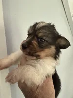 Winnie, a female Pembroke Welsh Corgi for sale in Trenton, NJ – 2 of 3