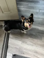 Wesley, a male Pembroke Welsh Corgi for sale in Trenton, NJ – 4 of 4