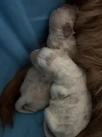 Mini goldendoodles, a female Miniature Goldendoodle for sale in Trenton, NJ – Photo 5 of 6