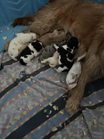 Mini goldendoodles, a female Miniature Goldendoodle for sale in Trenton, NJ – Photo 6 of 6