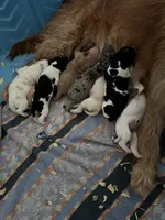 Mini goldendoodles, a female Miniature Goldendoodle for sale in Trenton, NJ – Photo 2 of 6