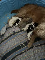 Mini goldendoodles, a female Miniature Goldendoodle for sale in Trenton, NJ – Photo 3 of 6