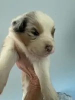 Ethan, a male Australian Shepherd for sale in Trenton, NJ – 8 of 10
