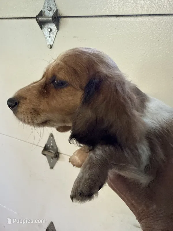 Russel – Miniature Dachshund puppy for sale in Trenton, NJ