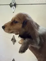Russel, a male Miniature Dachshund for sale in Trenton, NJ – 1 of 9