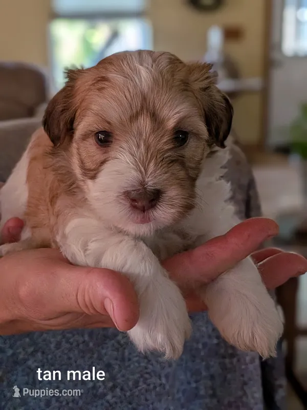 Ethan – Havanese puppy for sale in Trenton, NJ