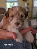 Ethan, a male Havanese for sale in Trenton, NJ – 1 of 5