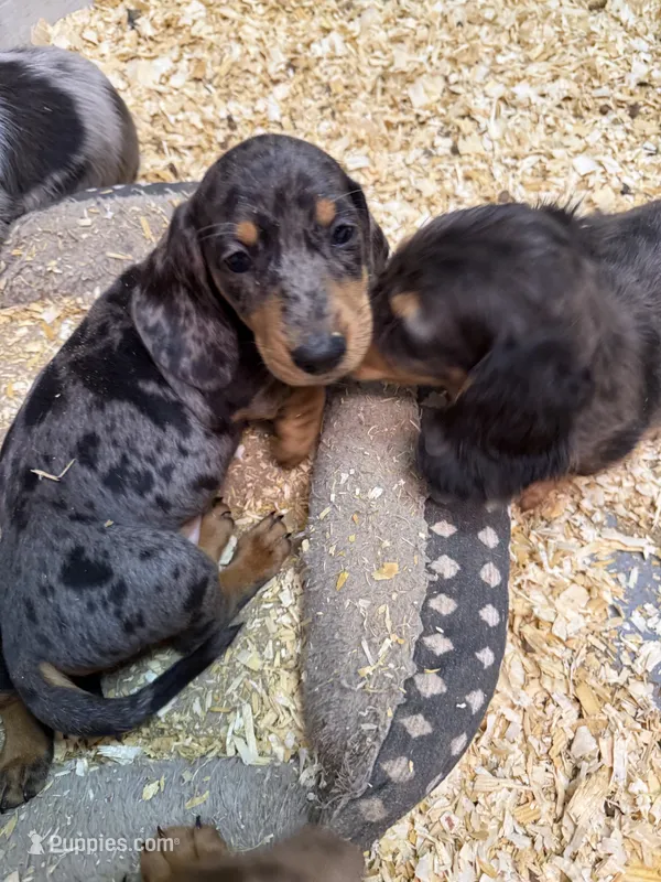 Robert – Miniature Dachshund puppy for sale in Trenton, NJ