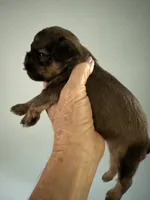 Salsa, a female Brussels Griffon for sale in Trenton, NJ – 6 of 7