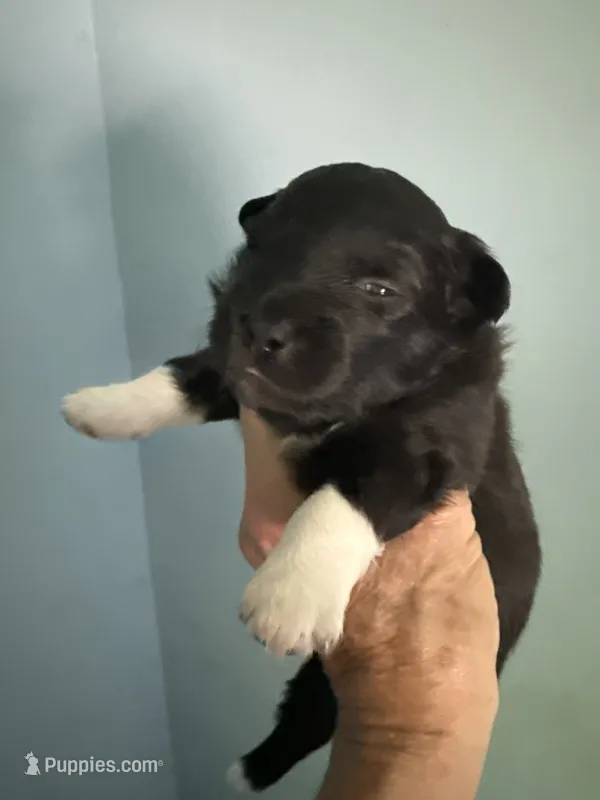 Pixie – Schipperke, Pembroke Welsh Corgi puppy for sale in Trenton, NJ