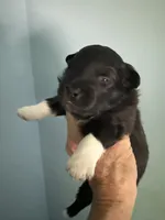 Pixie, a female Schipperke and Pembroke Welsh Corgi for sale in Trenton, NJ – 1 of 6