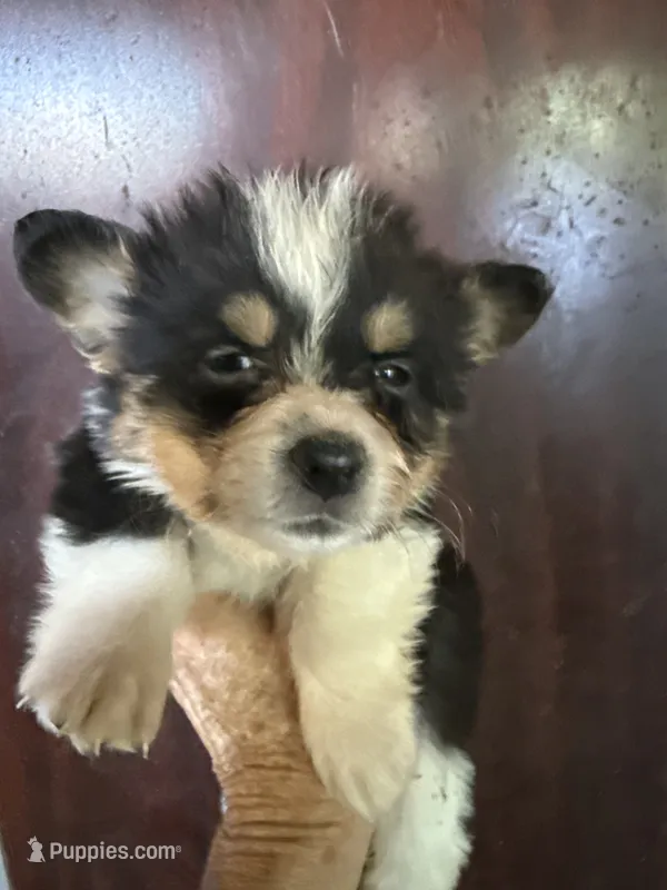Wendy – Pembroke Welsh Corgi puppy for sale in Trenton, NJ