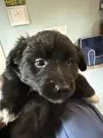 Pedro, a male Schipperke and Pembroke Welsh Corgi for sale in Trenton, NJ – 3 of 7
