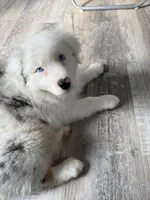 Elaine, a female Australian Shepherd for sale in Trenton, NJ – 4 of 10