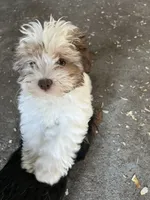 Ethan, a male Havanese for sale in Trenton, NJ – 5 of 5