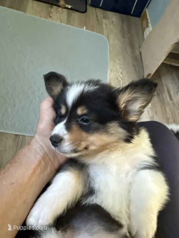Wendy – Pembroke Welsh Corgi puppy for sale in Trenton, NJ