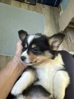 Wendy, a female Pembroke Welsh Corgi for sale in Trenton, NJ – 7 of 10