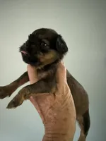Salsa, a female Brussels Griffon for sale in Trenton, NJ – 4 of 7