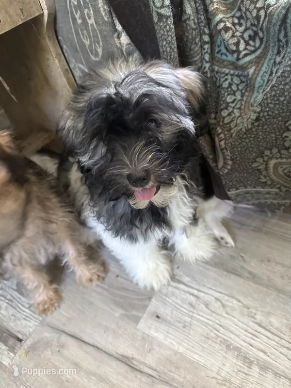 Justine – Havanese puppy for sale in Trenton, NJ