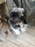 Justine, a female Havanese for sale in Trenton, NJ – 10 of 10
