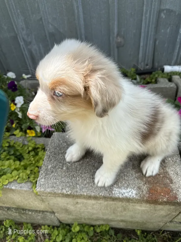 Abner – Australian Shepherd puppy for sale in Trenton, NJ