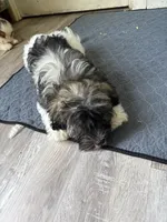 Justine, a female Havanese for sale in Trenton, NJ – 9 of 10