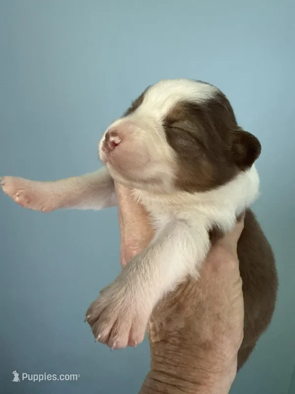 Alex – Australian Shepherd puppy for sale in Trenton, NJ