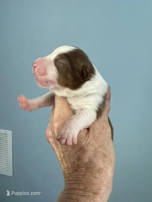 Alex – Australian Shepherd puppy for sale in Trenton, NJ