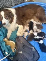 Alex, a male Australian Shepherd for sale in Trenton, NJ – Photo 3 of 3