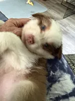 Bonnie, a female Australian Shepherd for sale in Trenton, NJ – 9 of 10