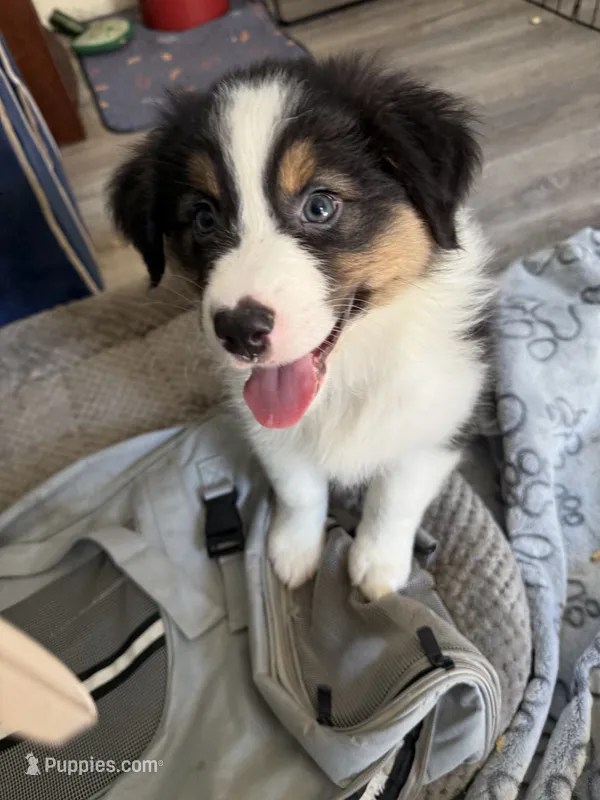 Elias – Australian Shepherd puppy for sale in Trenton, NJ