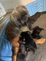 Calvin, a male Brussels Griffon for sale in Trenton, NJ – 9 of 9