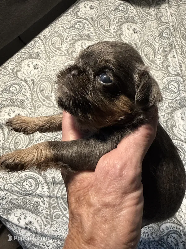 Tara – Brussels Griffon puppy for sale in Trenton, NJ