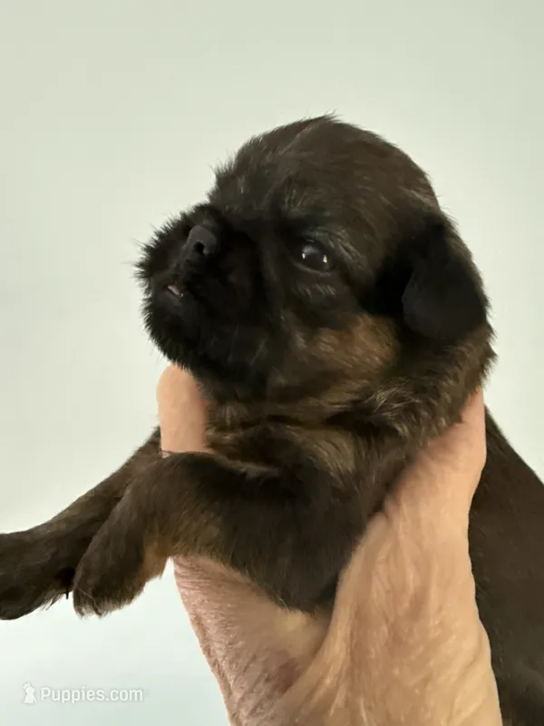Lionel – Brussels Griffon puppy for sale in Trenton, NJ