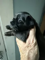 Sochi, a female Brussels Griffon for sale in Trenton, NJ – 3 of 6