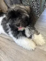 Justine, a female Havanese for sale in Trenton, NJ – 3 of 10