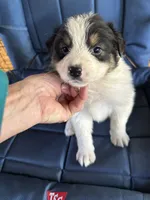 Allison , a female Australian Shepherd for sale in Trenton, NJ – 4 of 8