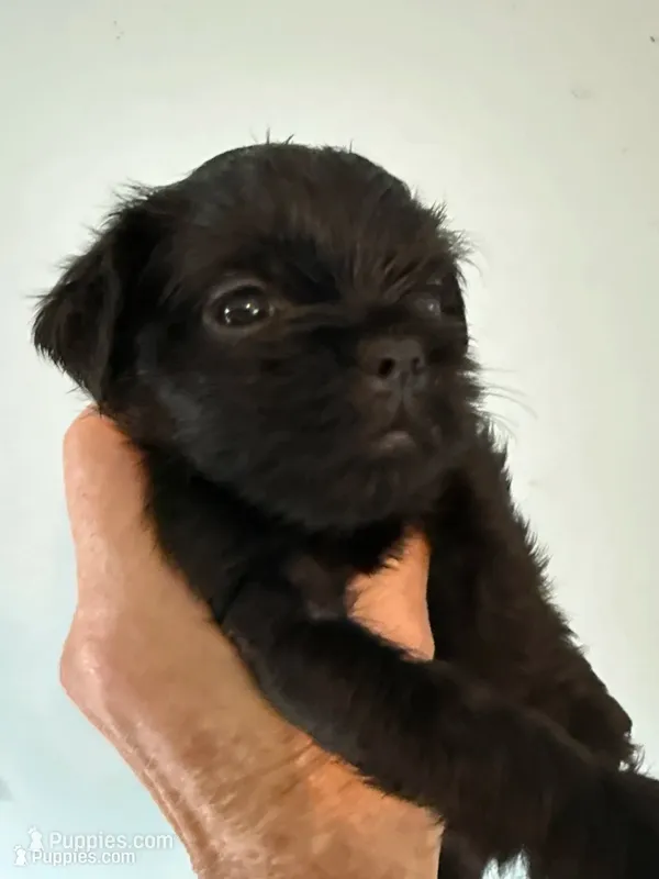 Sunday – Brussels Griffon puppy for sale in Trenton, NJ