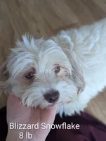 Ethan, a male Havanese for sale in Trenton, NJ – 2 of 5