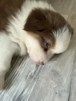Beverly, a female Australian Shepherd for sale in Trenton, NJ – 9 of 10