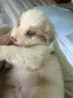 Baxter, a male Australian Shepherd for sale in Trenton, NJ – 4 of 10