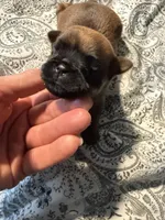 Lenora, a female Brussels Griffon for sale in Trenton, NJ – Photo 2 of 4