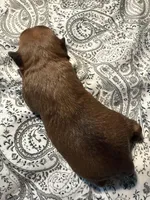 Lenora, a female Brussels Griffon for sale in Trenton, NJ – Photo 4 of 4