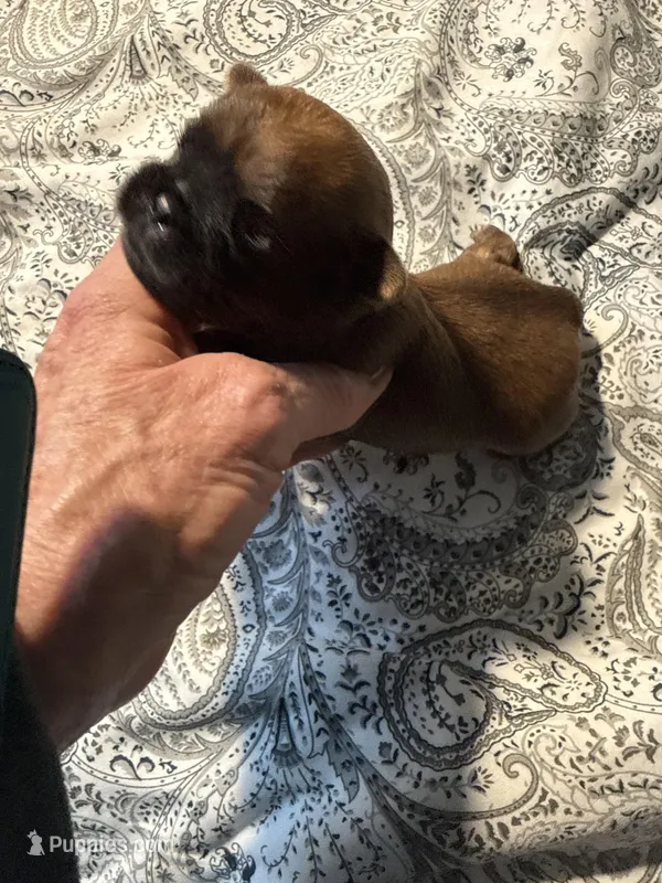 Lenora – Brussels Griffon puppy for sale in Trenton, NJ