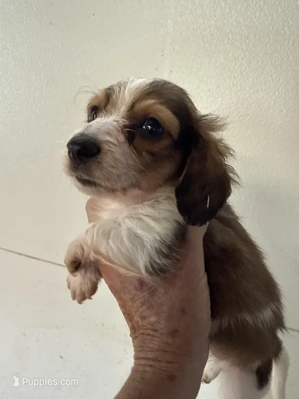 Ronnie – Miniature Dachshund puppy for sale in Trenton, NJ