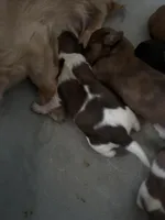 Ronnie, a male Miniature Dachshund for sale in Trenton, NJ – Photo 6 of 6